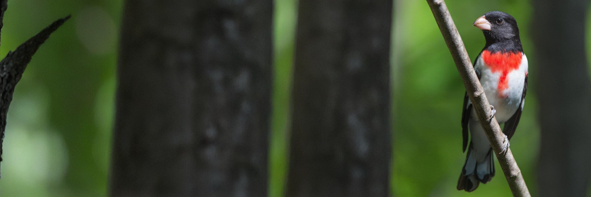 New Bird Friendly Honduras Honey Processed Coffee - Protecting Migratory Bird Habitat