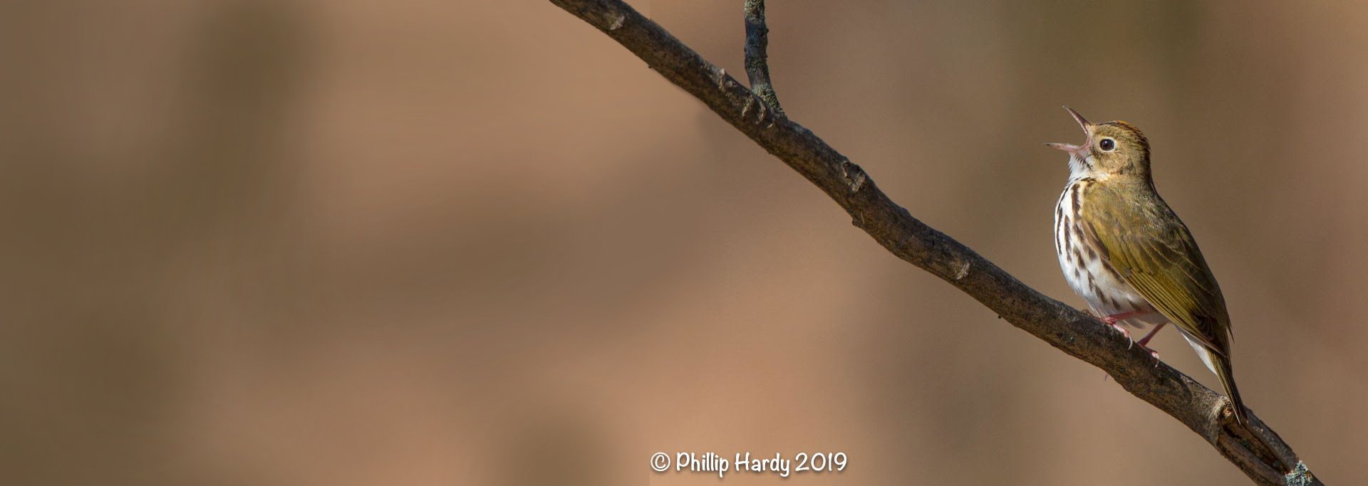 New Bird Friendly Honduras Honey Processed Coffee - Protecting Migratory Bird Habitat