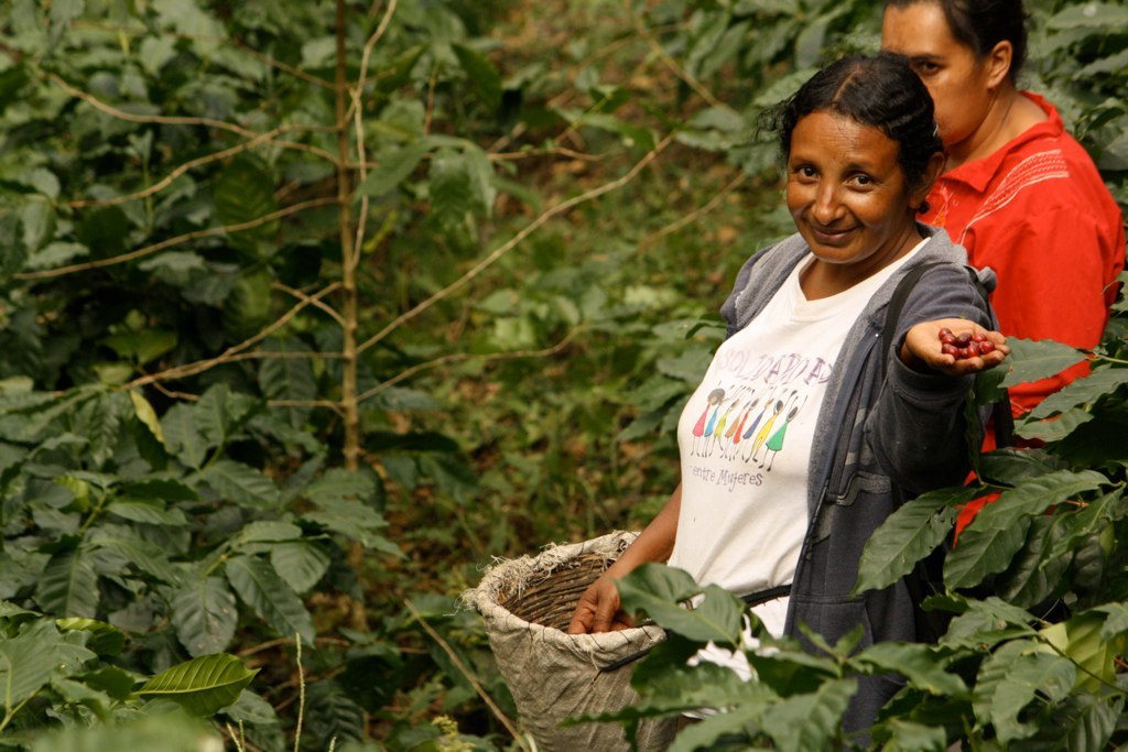 Julia Salinas Harvesting Coffee