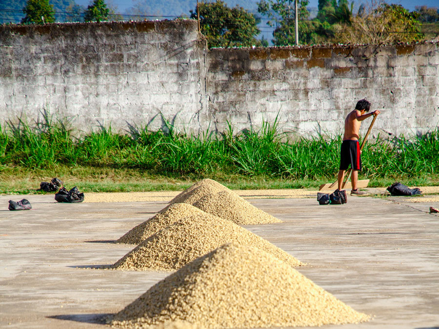 Fair trade coffee is sorted and dried at Cooperativa Agraria Cafetalera Pangoa in San Martin de Pangoa Peru