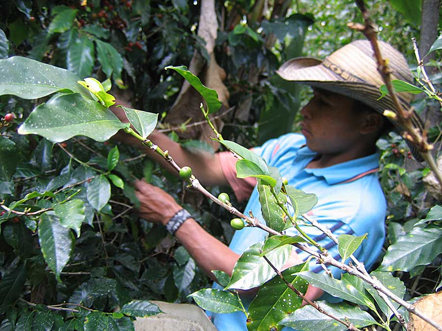 Campesino farmer in El Salvador harvesting shade grown coffee.