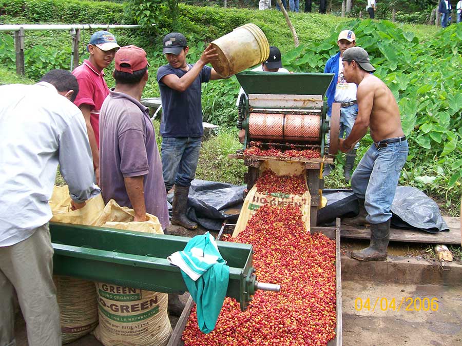 Coffee farmers in Nicaragua preparing coffee berries using a pulping machine.