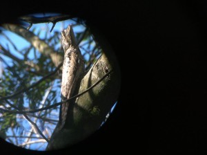 The rare Northern Potoo seen in Guatemala. When it sleeps, it looks like a tree limb.