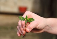 Baby Coffee Plant with Roya