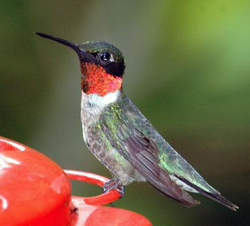 Ruby-throated Hummingbird