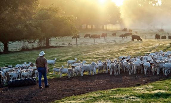 White Oak Pastures